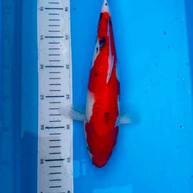 Sanke, 33cm female