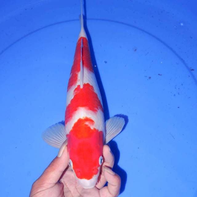 KOHAKU HQ 32cm