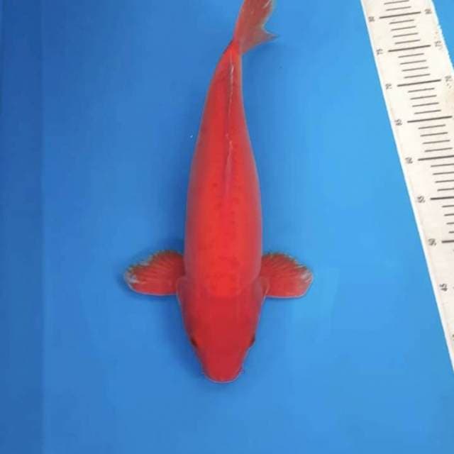 Red Hot  Benigoi 45bu (insang agak terbuka)