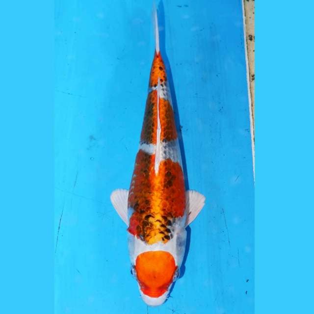 MARUTEN KUJAKU