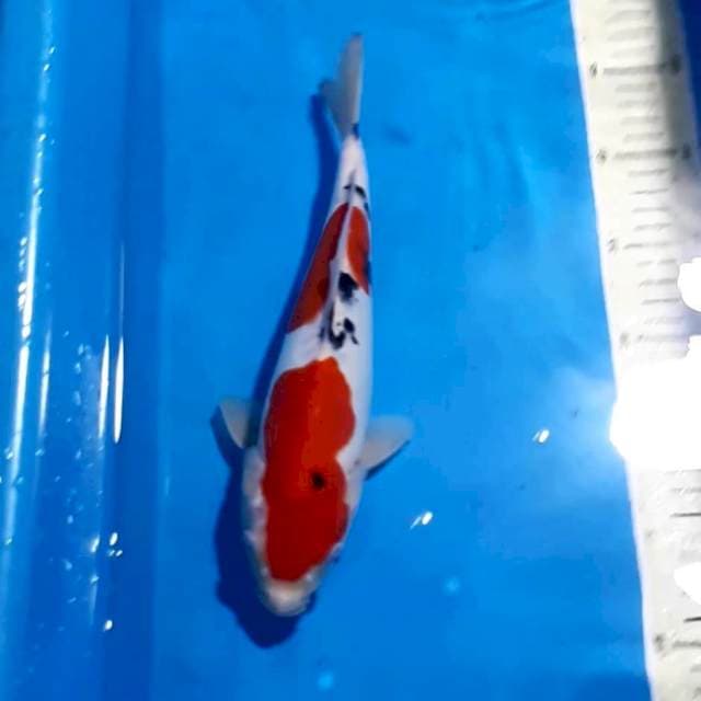 ORIGINAL SANKE DOITSU 28 CM SHOW QUALITY