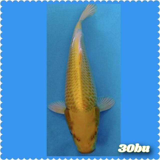 Yellow ogons 30bu