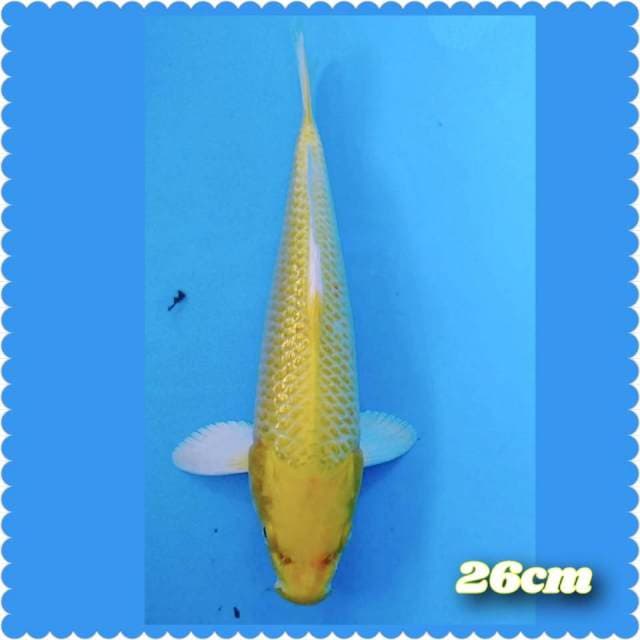 Pokemon yellow gindrin 26cm