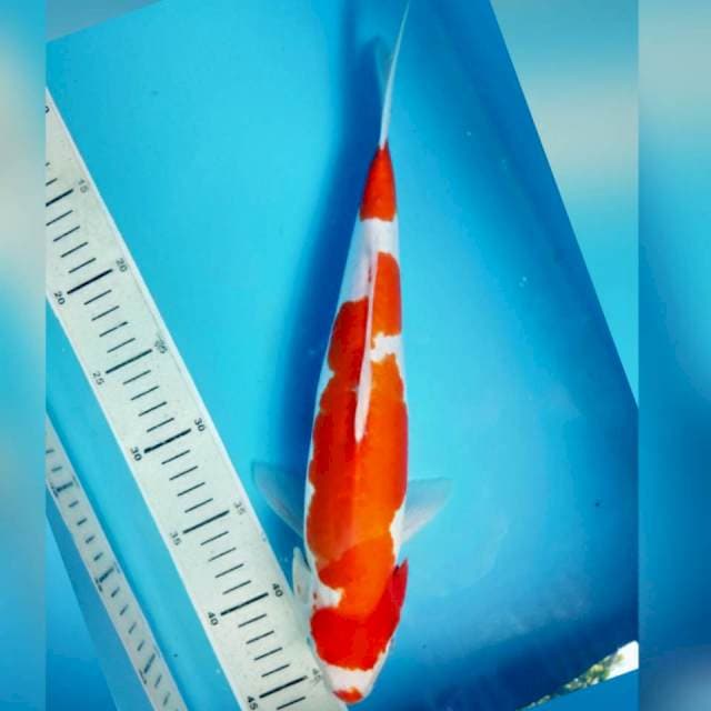 Inazuma doit kohaku, 33cm female