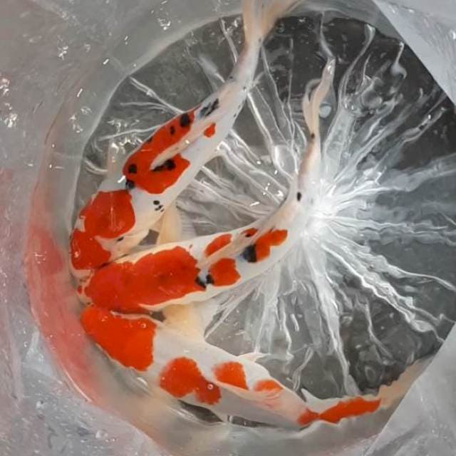 Kohaku sanke