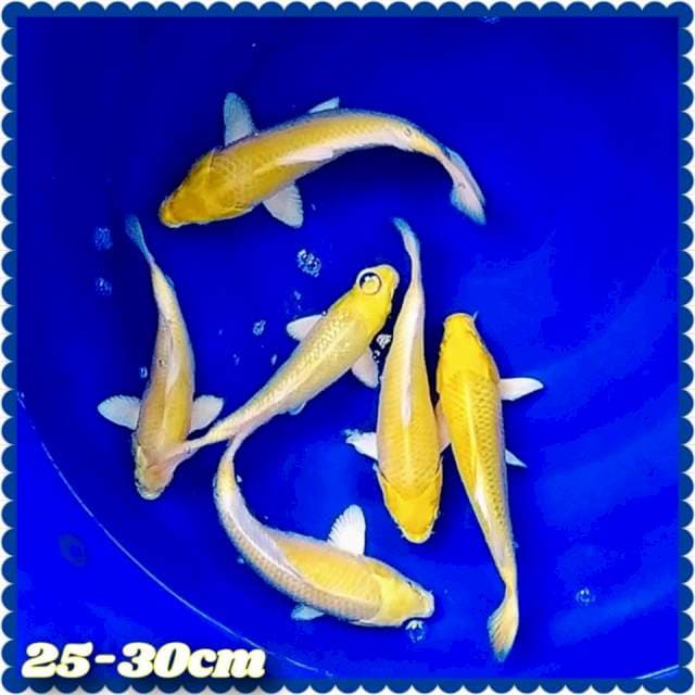Yellow ogon 25-30cm