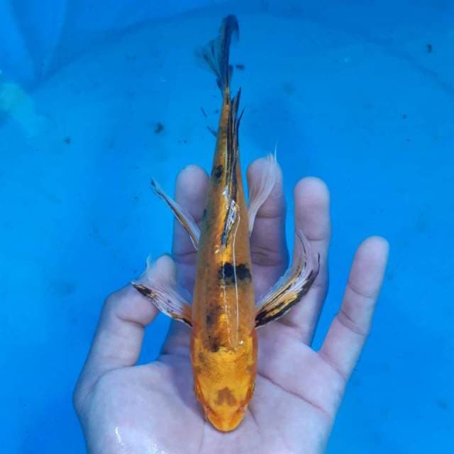 KIN BEKKO KUMPAI