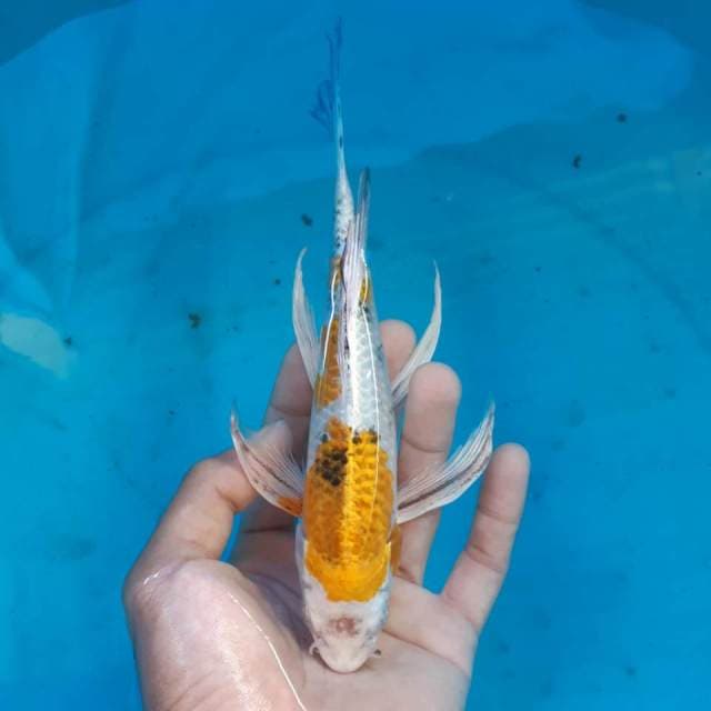 YAMATO KUMPAI ANTIK 