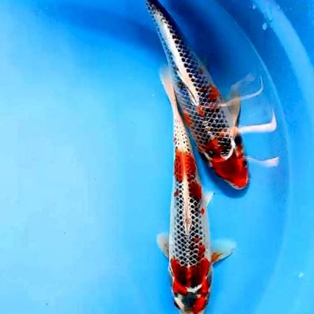 Goshiki 25 cm