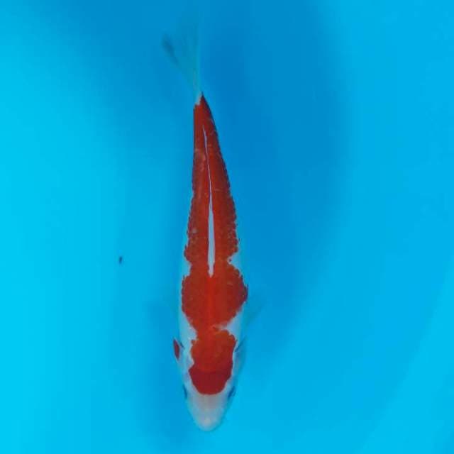 Kohaku Good Body 26cm Ori