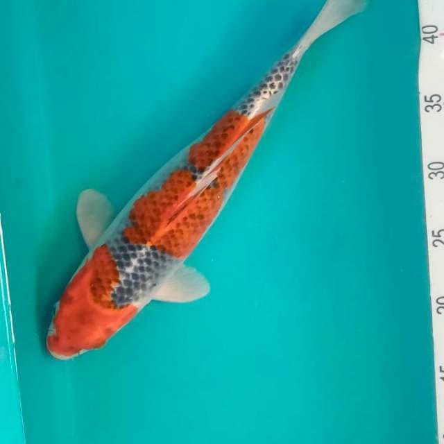 Goshiki Strong 35cm