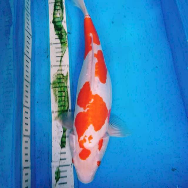 DOITSU KOHAKU 39 cm