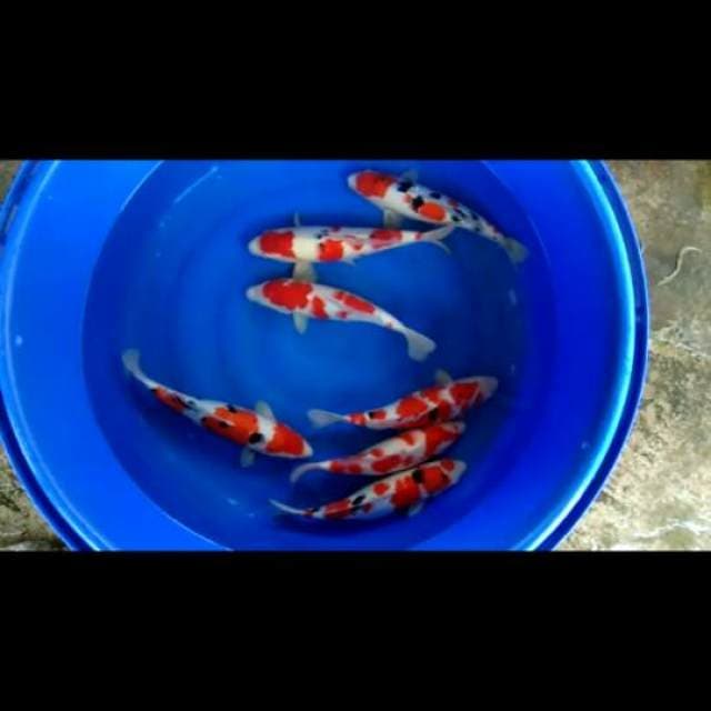 READY SHOW SEMUA boleh pilih 40-44cm