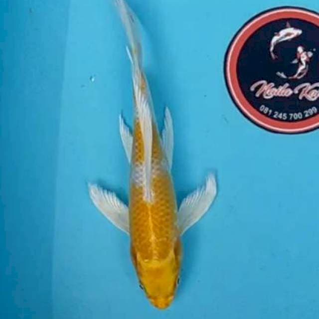 Ogon 25 cm slayer