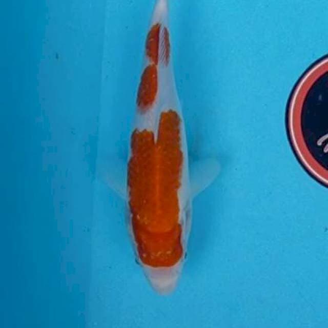 Kohaku 23 cm. Original