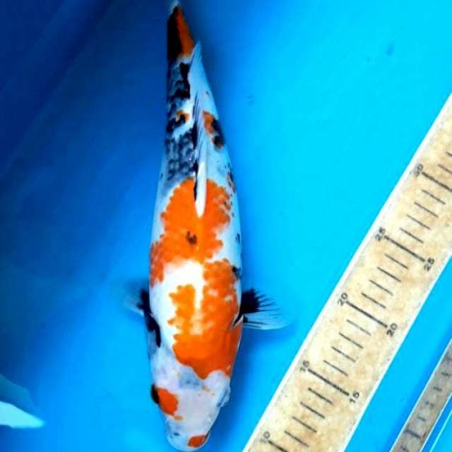 Showa kanoko 33cm