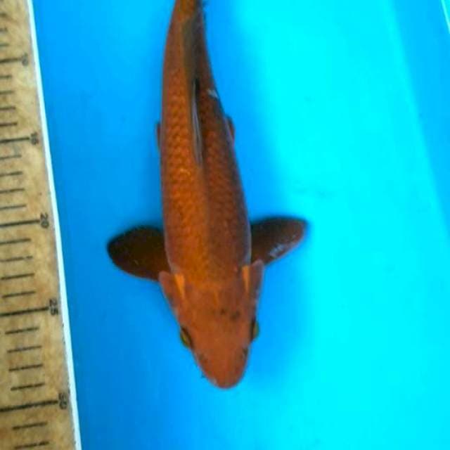 Cagoi tembaga