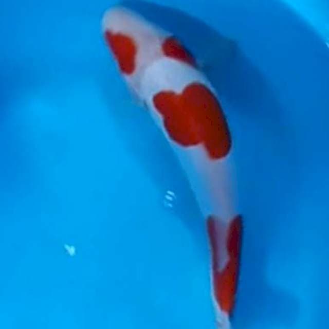 Kohaku doit sapi