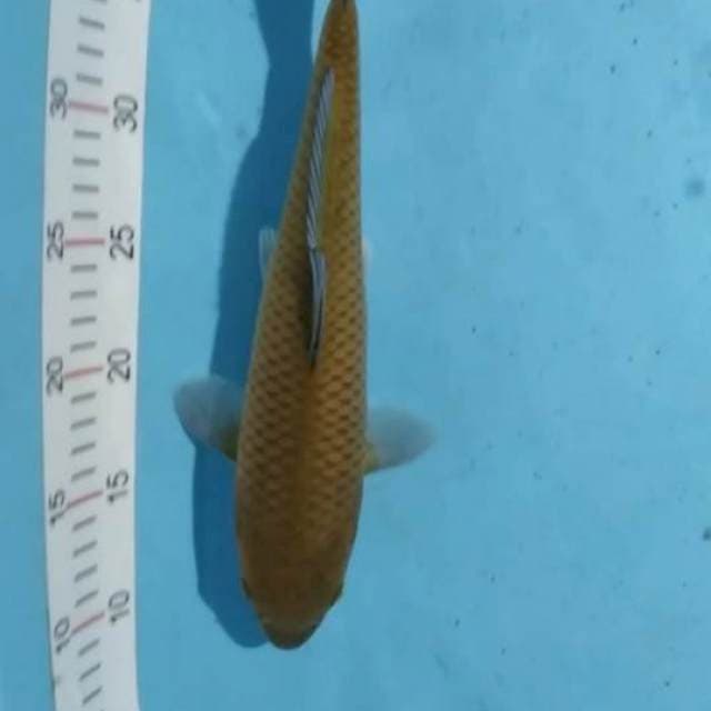 CAGOI TEMBAGA 32CM