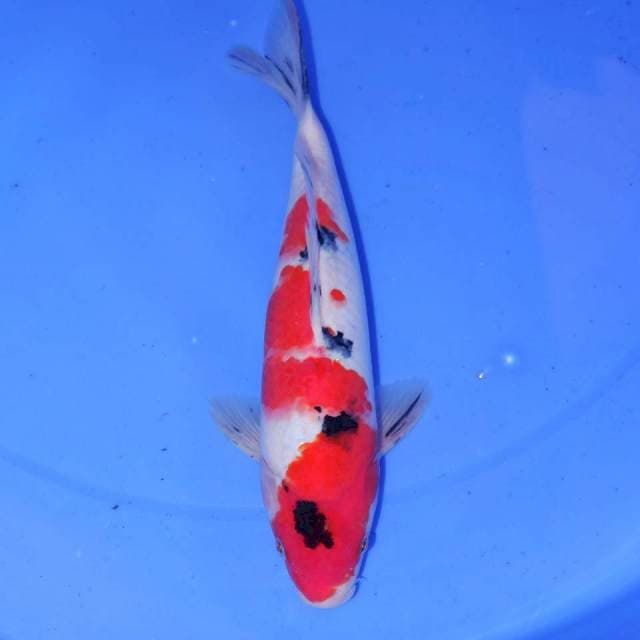 27CM SANKE SAN