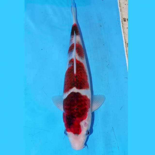 26cm BUDO KOROMO