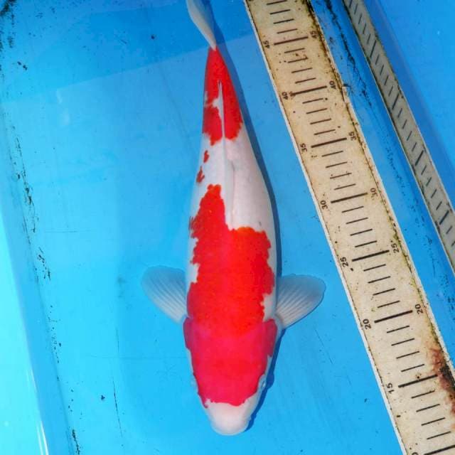 35cm NIDAIME KOHAKU