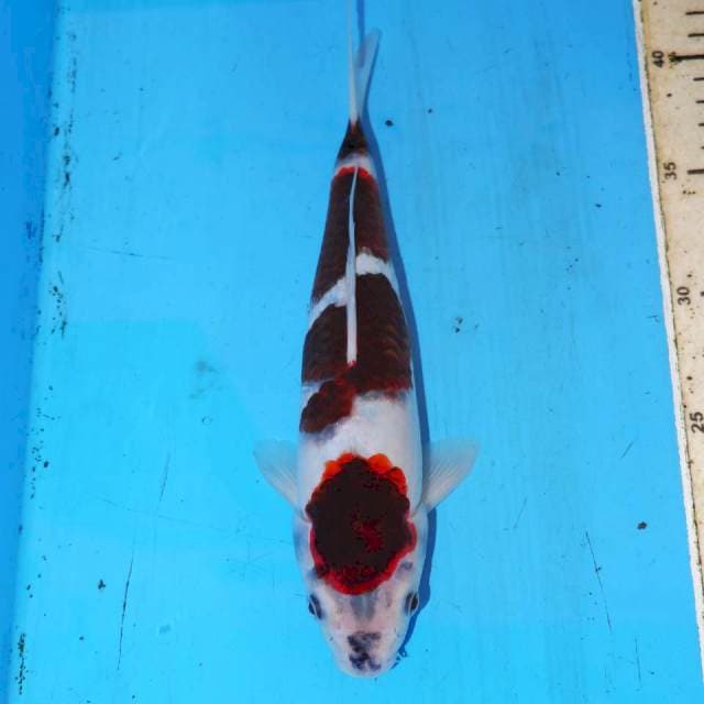 25CM KOROMO.BUDO