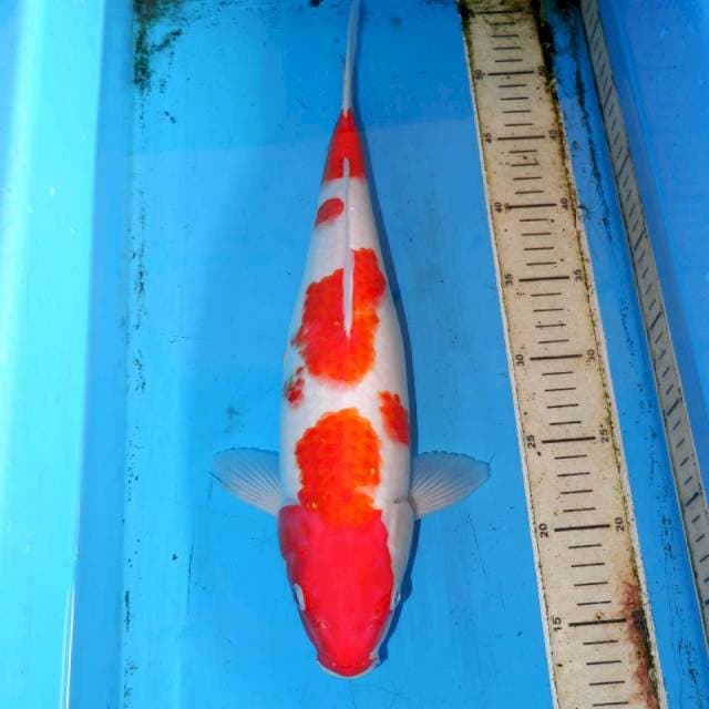 40CM KOHAKU BAGUS