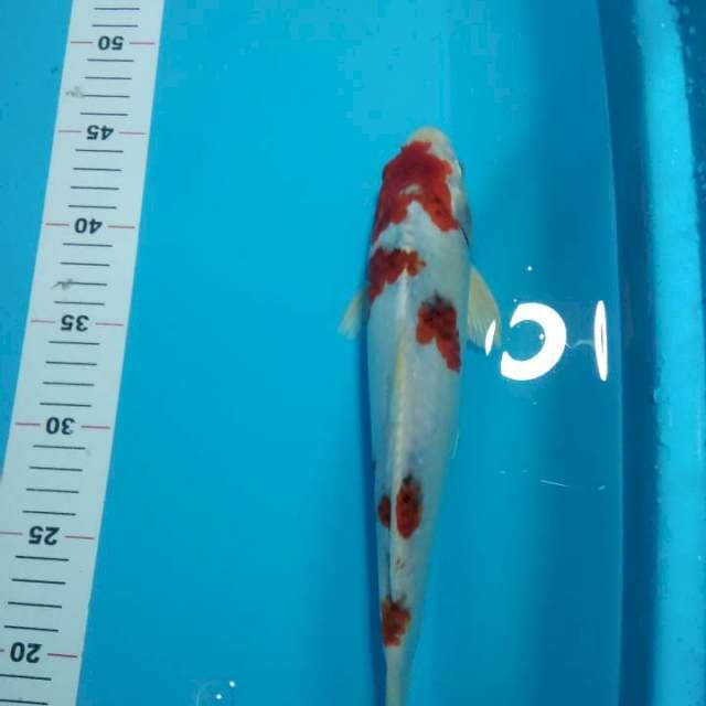 Goromo 30cm