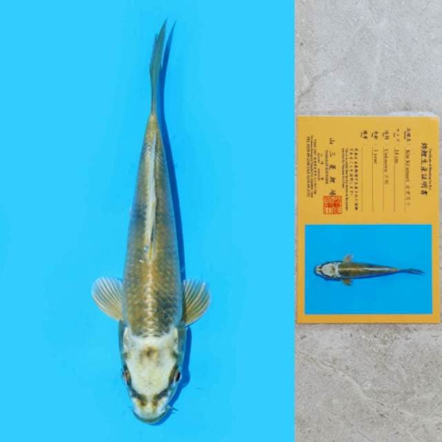 Kin Ki Utsuri Import Sertifikat