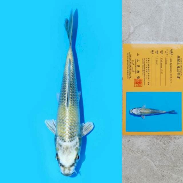 Kin Ki Utsuri Import Sertifikat
