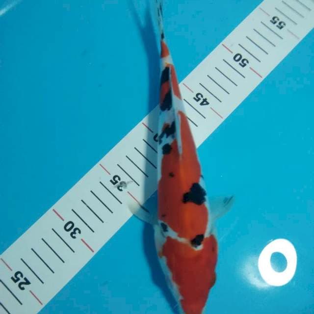 sanke strong doitsu 25cm
