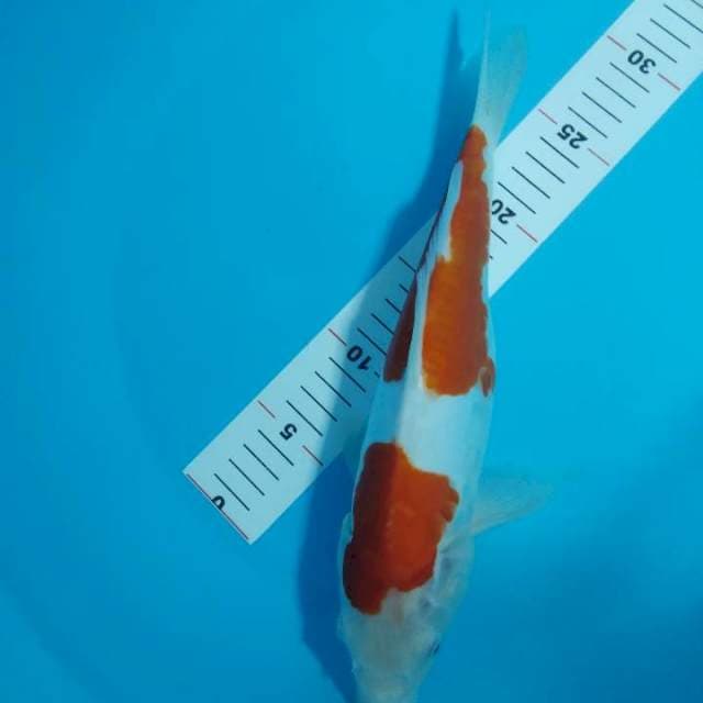 Kohaku 2step doitsu arogoke jumbo 34cm