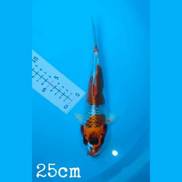 Kujaku 25cm