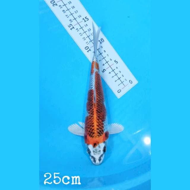 Kujaku 25cm