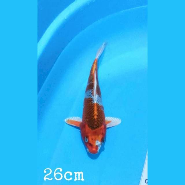 Kujaku 26cm