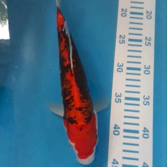 Beni Kumonryu 28 cm