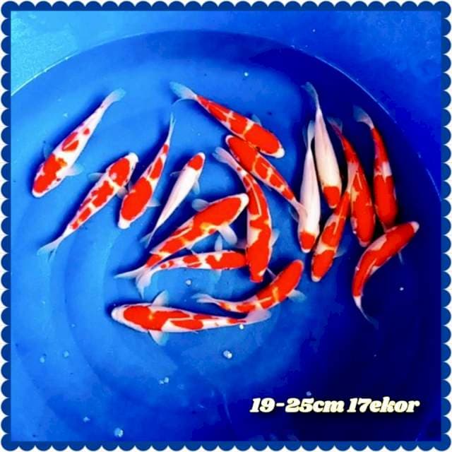 Kohaku🇲🇨🇲🇨 19-25cm 17ekor