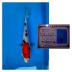 SANKE SHINODA ISA 20CM