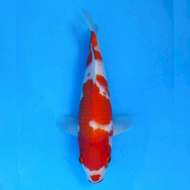 Maruhiro Kohaku