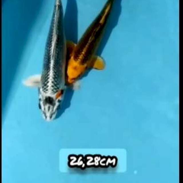  MIX 2EKR 26,28CM