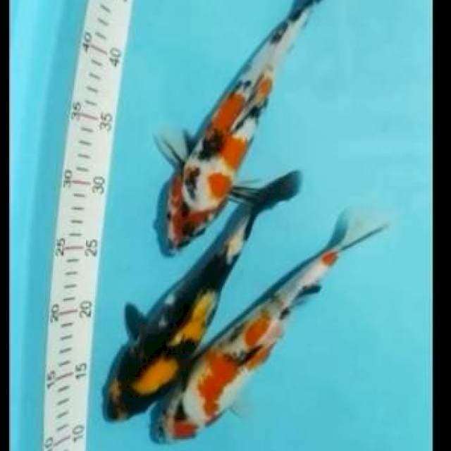 3ekr sowa 2728cm
