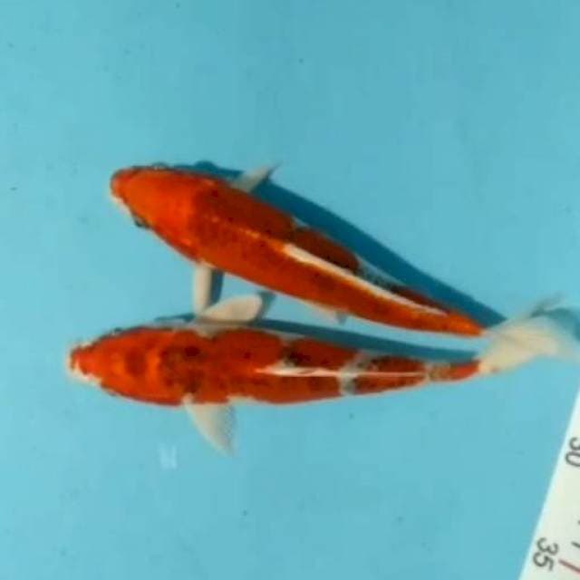 2E KUJAKU, GOSHIKI 26cm