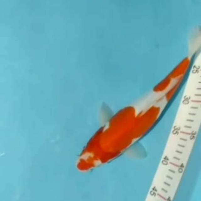 KOHAKU DOIT 32CM
