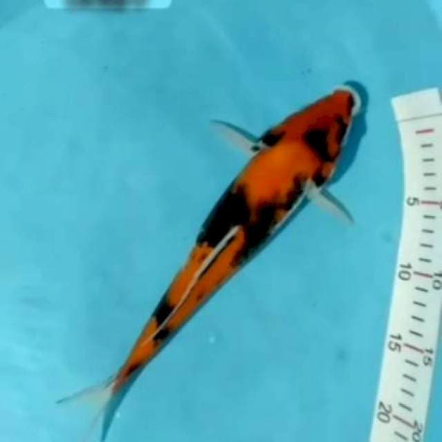 SOWA 32CM