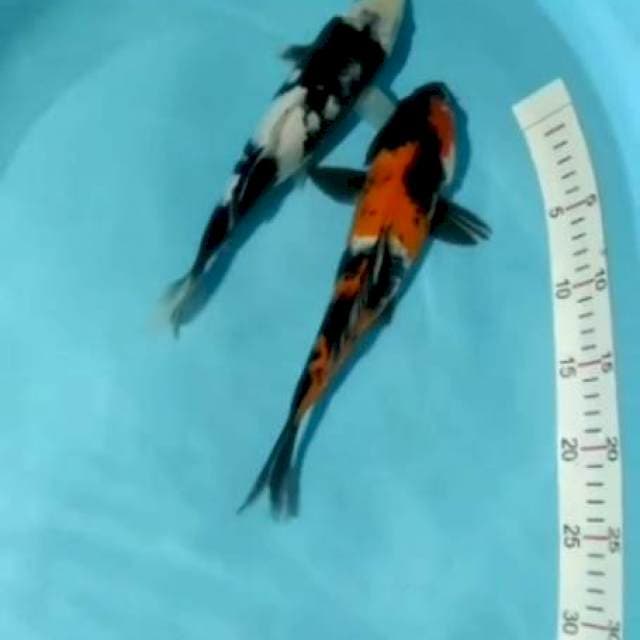 Sowa siro 28,29cm