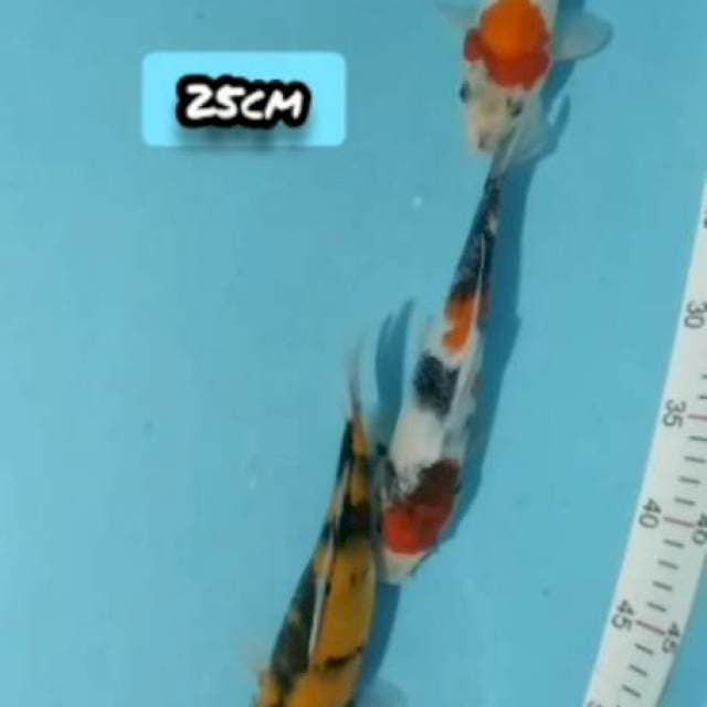 Mix 3e sowa siro 25cm