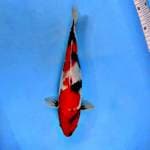 ⭐MEINKABUTRI SHOWA.MTOGORO 32 CM RED STRONG