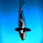 ⭐SHIROTO SHIRO BLACK WINGS 37 CM
