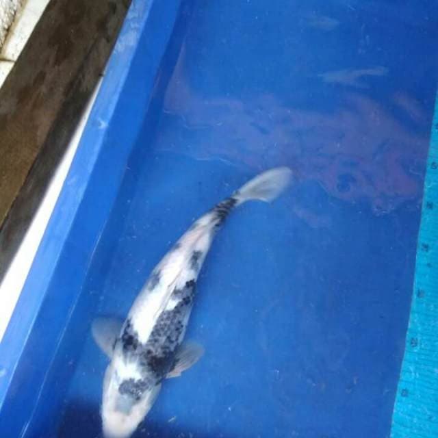 LOKAL RASA IMPORT (sirtat) 33cm